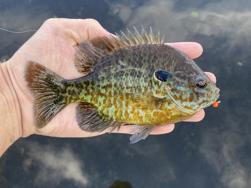 Pumpkinseed × Bluegill