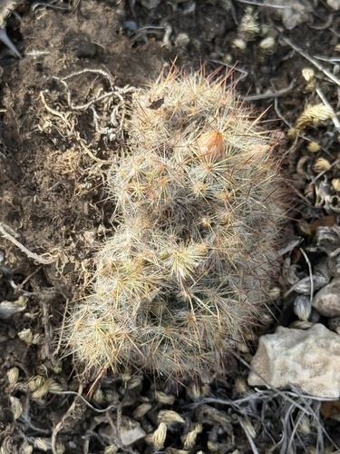 Mammillaria prolifera