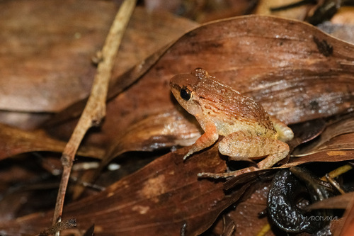 Rhinoceros Frog, Limnonectes plicatellus