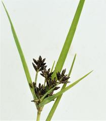 Cyperus mundii