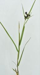 Cyperus mundii