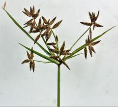 Cyperus unioloides