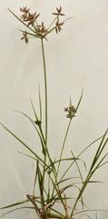Cyperus unioloides