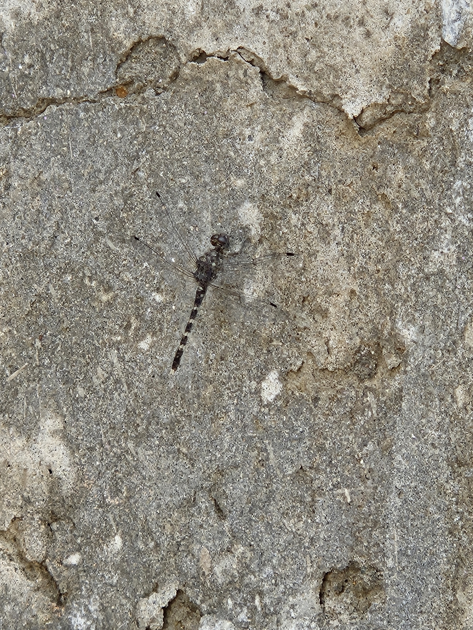 Indian Rockdweller