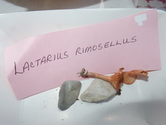 Lactarius rimosellus