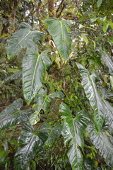 Philodendron sagittifolium
