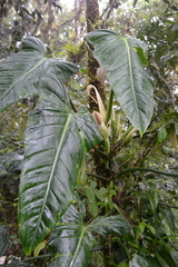 Philodendron sagittifolium