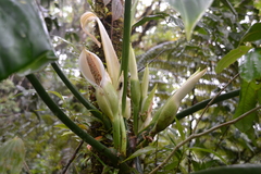 Philodendron sagittifolium