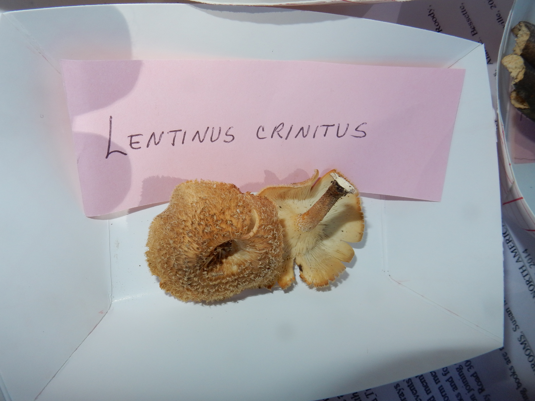Lentinus crinitus image