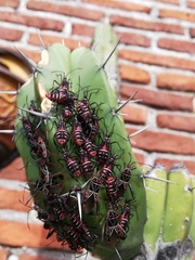 Leptoglossus lineosus
