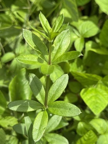Galium pseudoasprellum iNat (3)