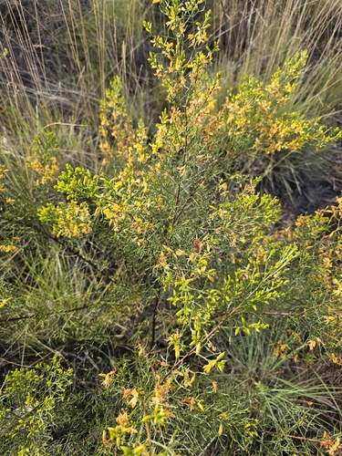 Jacksonia ramosissima, 2025-05-12