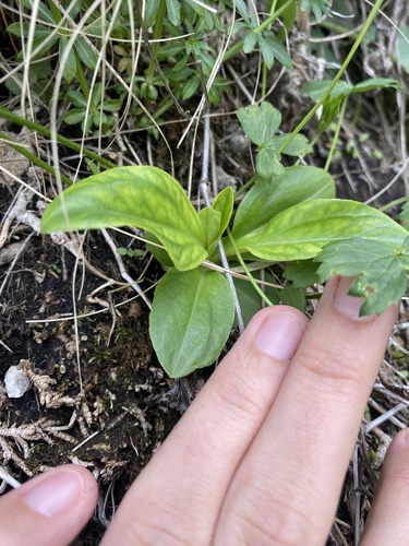 Swertia iberica