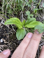 Swertia iberica