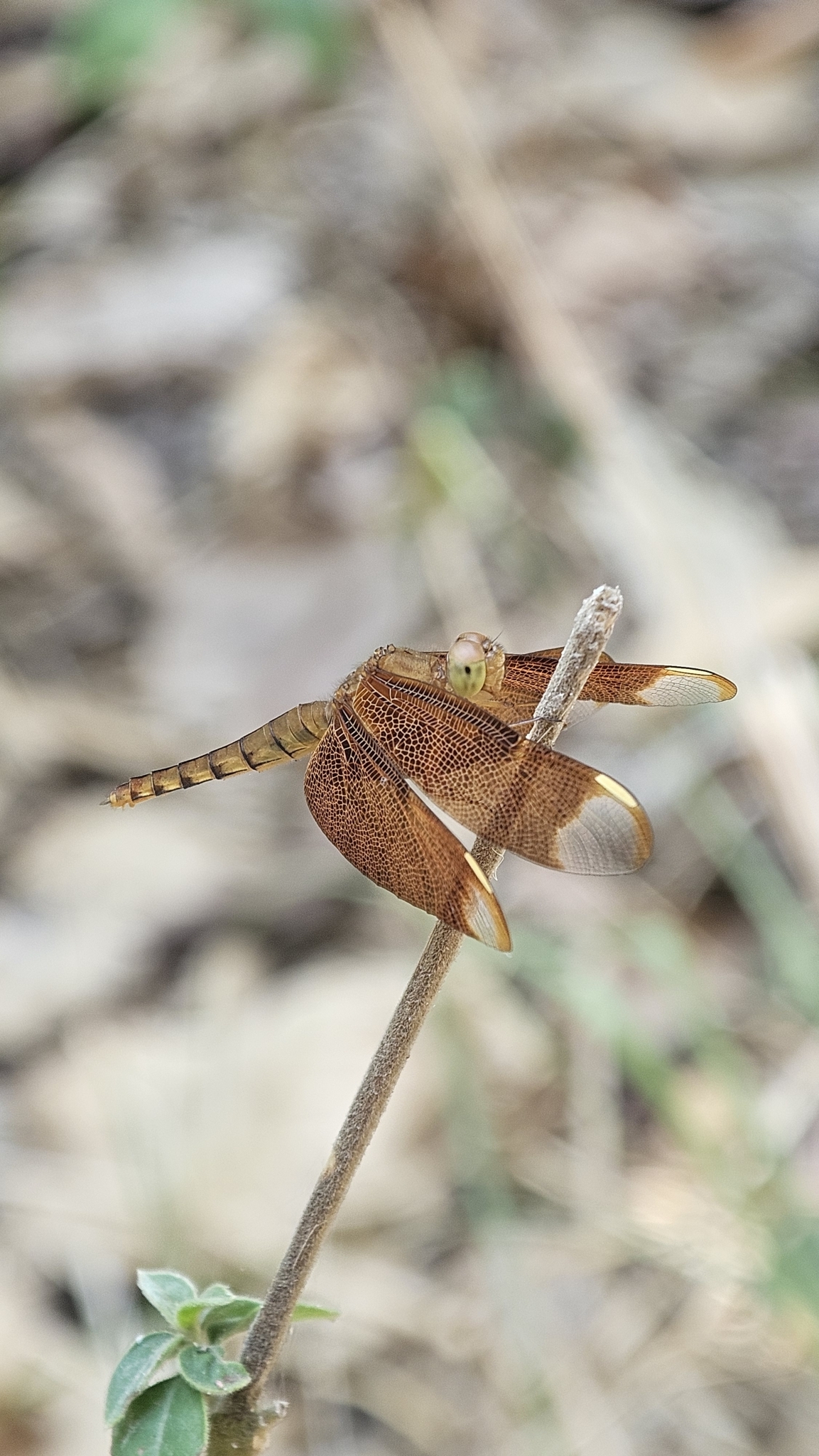 Fulvous Forest Skimmer