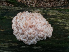 Hericium alpestre