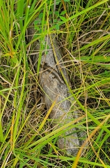 Plestiodon septentrionalis