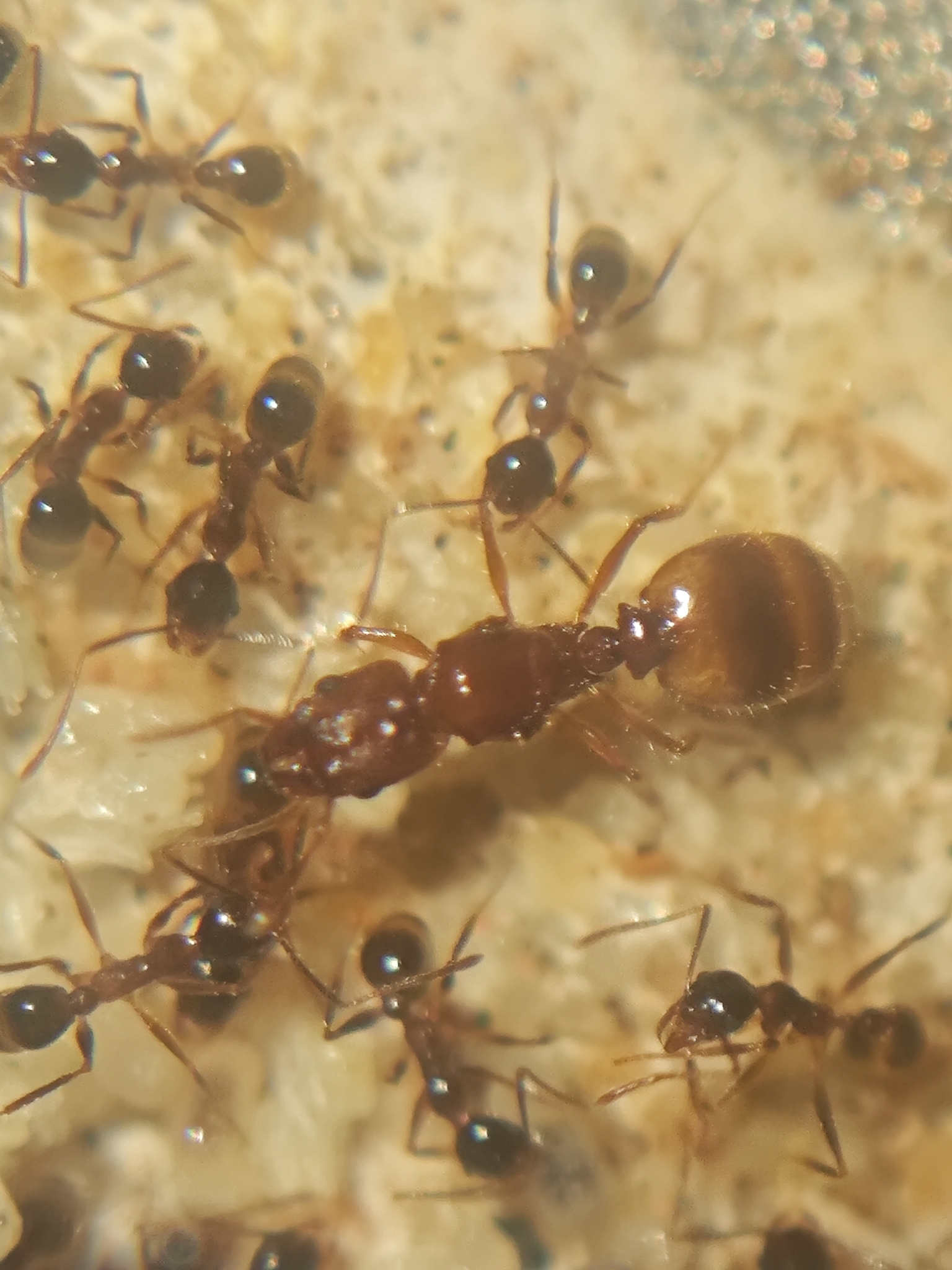 Pheidole flavigaster