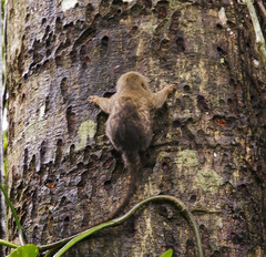 Cebuella pygmaea