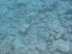 Halichoeres nicholsi