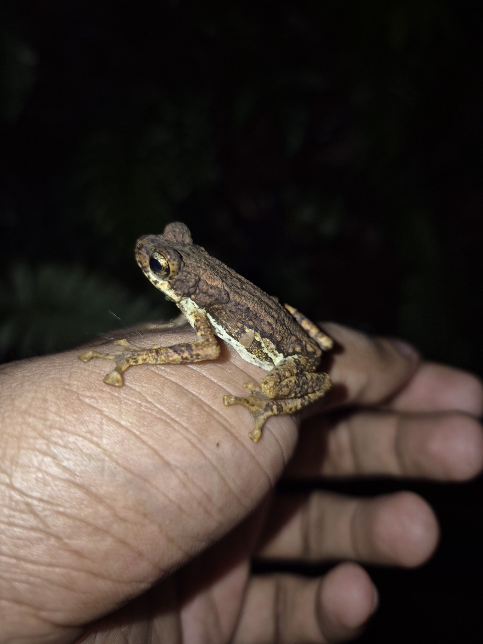 Western Ghats Tree Toad