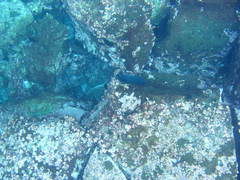 Microspathodon dorsalis