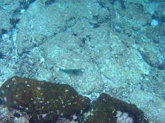 Halichoeres nicholsi