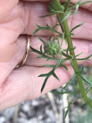 Gilia capitata capitata