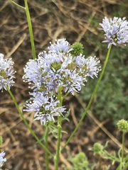 Gilia capitata capitata
