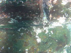 Ophioblennius steindachneri