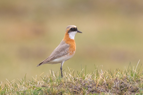 Tibetan Sand Plover (Anarhynchus atrifrons), photo 9