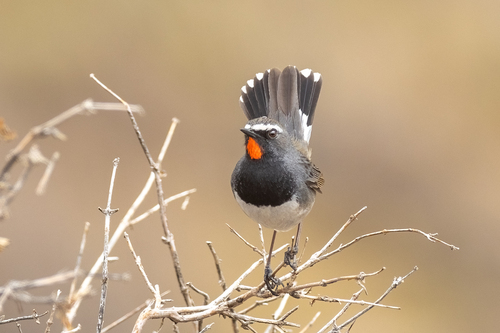 Himalayan Rubythroat (Calliope pectoralis), photo 7