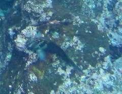 Ophioblennius steindachneri