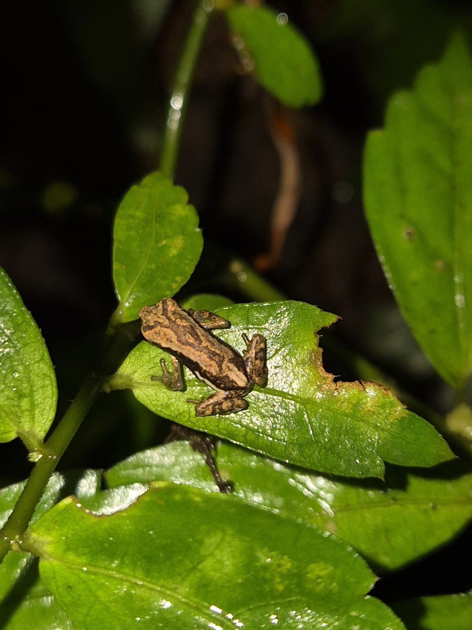 Western Ghats Tree Toad