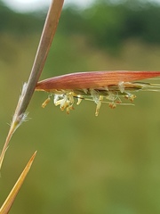 Monocymbium ceresiiforme