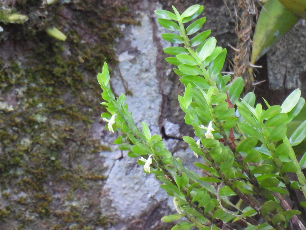 Dendrobium connatum (Blume) Lindl. 3