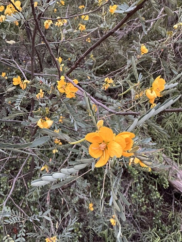Senna coronilloides observed 2025-05-15