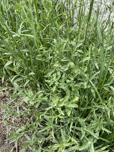 Odontarrhena muralis, photograph 1
