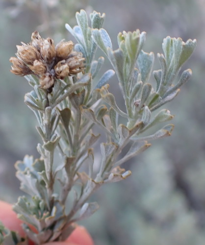 Goosefoot Karoo (Pentzia dentata)