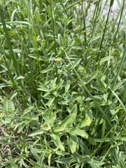 Илья Руденко, CC BY, iNaturalist via GBIF Odontarrhena muralis, photograph Илья Руденко, CC BY, iNaturalist via GBIF