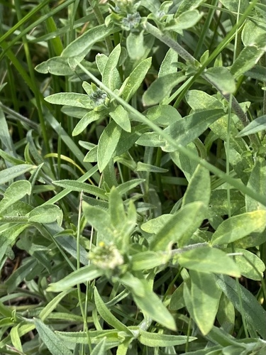 Odontarrhena muralis, photograph 2