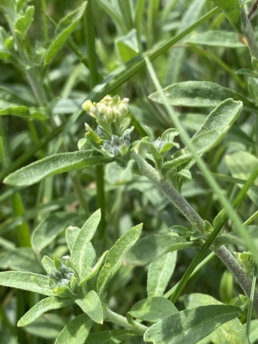 Odontarrhena muralis, photograph 3