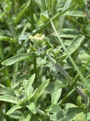 Илья Руденко, CC BY, iNaturalist via GBIF Odontarrhena muralis, photograph Илья Руденко, CC BY, iNaturalist via GBIF