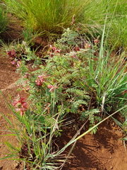 Indigofera oxytropis