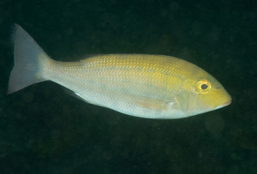 Lance emperor (Lethrinus genivittatus) — Lethrinidae — 4