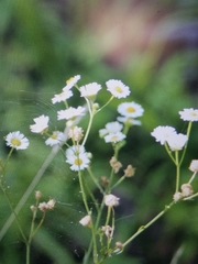 Erigeron strigosus