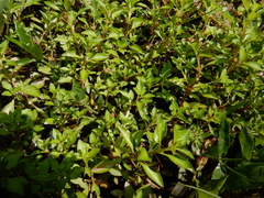 Ludwigia repens