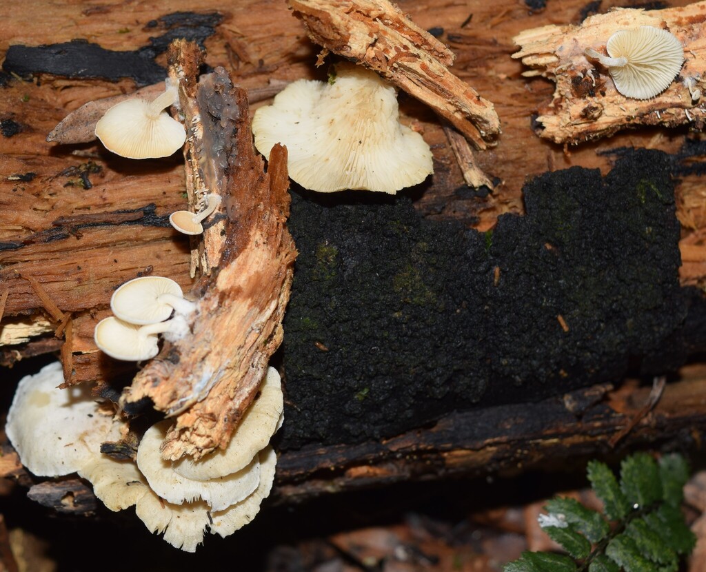 Rhizocybe albida · May 2025 · photo: © davidwhyte (iNaturalist, cc-by-sa)