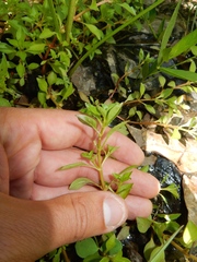 Ludwigia repens