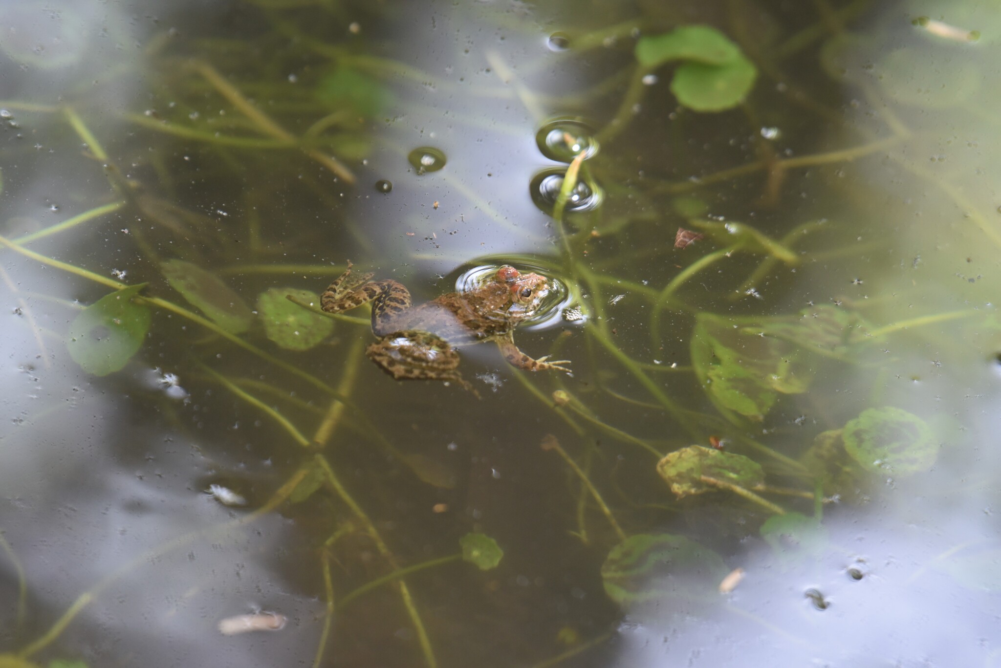 Indian Skipper Frog